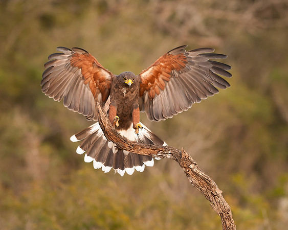 Harris's Hawk