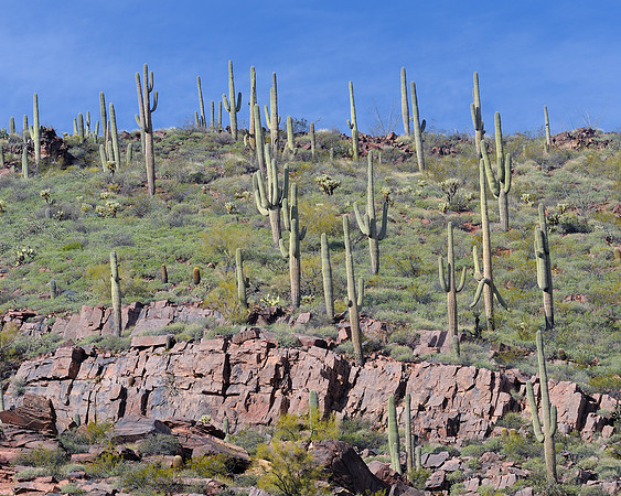 Saguaro cactus