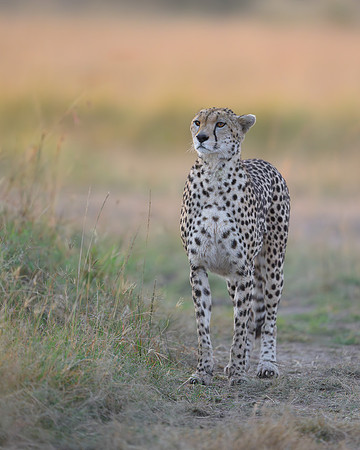 Cheetah