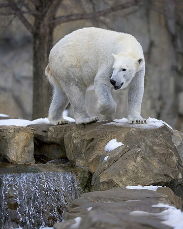 Polar bear