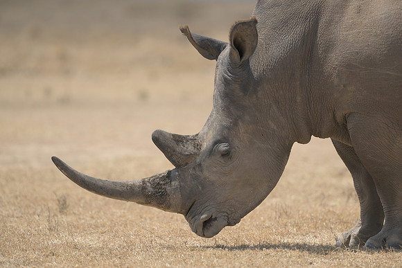 Rhinoceros