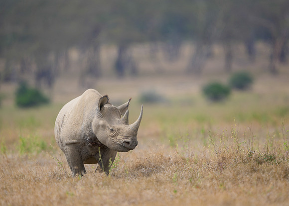Black Rhinoceros