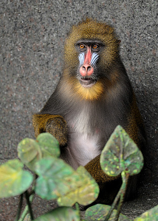 Mandrill