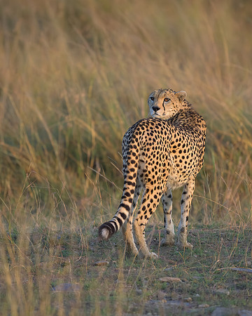 Cheetah