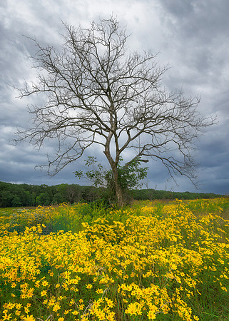 Bare tree and yellow flowers