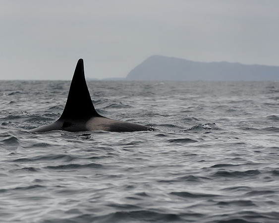 Orca whale fin