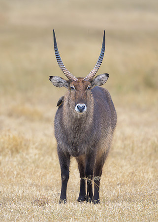 Waterbuck