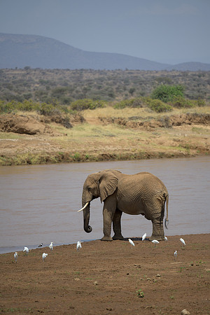 Elephant