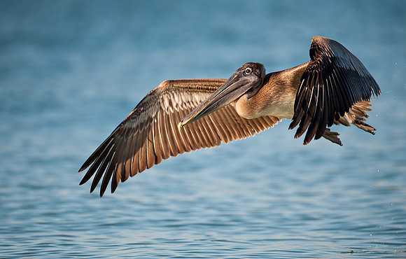 Pelican in flight