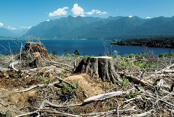 Washington deforestation