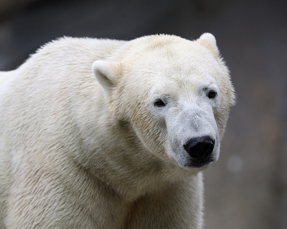 Polar bear