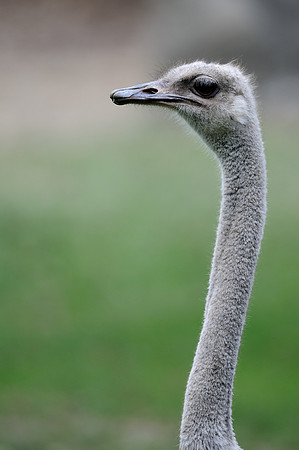 Ostrich