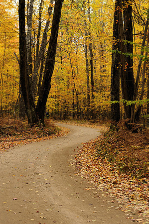 Forest trail