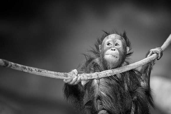 Orangutan with rope (B&W version)