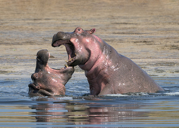 Hippopotamuses
