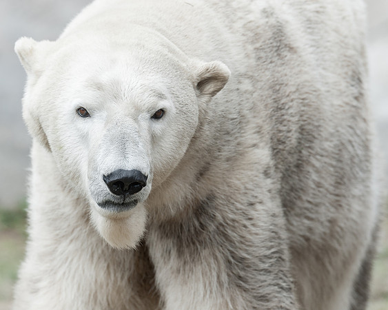 Polar bear