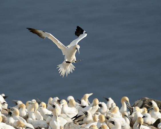 Northern gannets