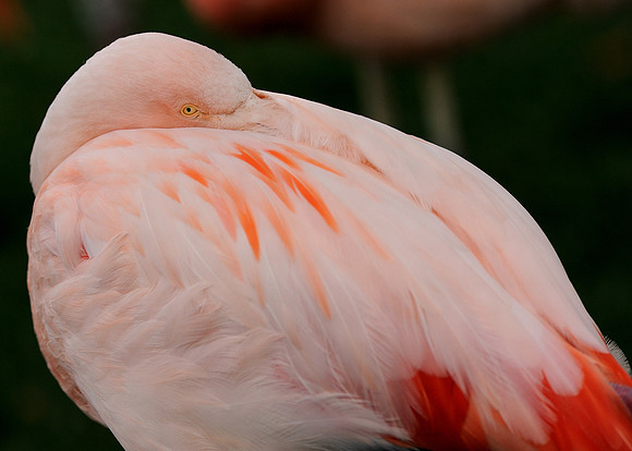 Chilean flamingo