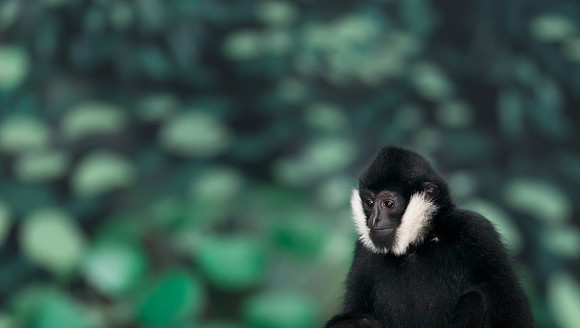White-cheeked gibbon
