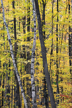 Yellow leaves