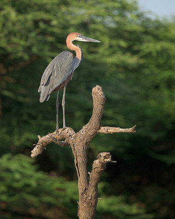 Heron on Bare Tree