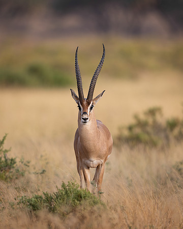 Grant’s Gazelle