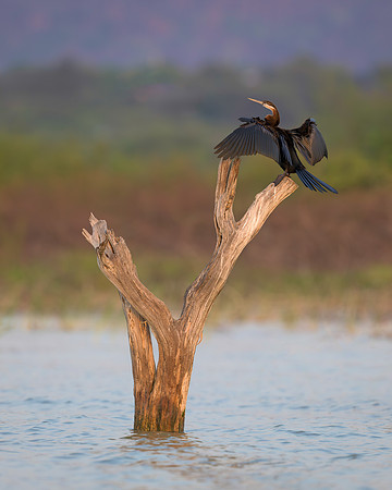 African Darter
