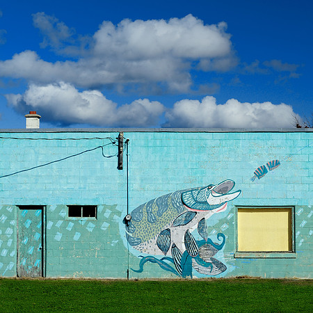 Fish on the wall