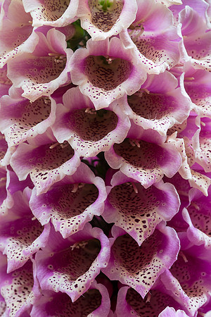 Pink and white flower