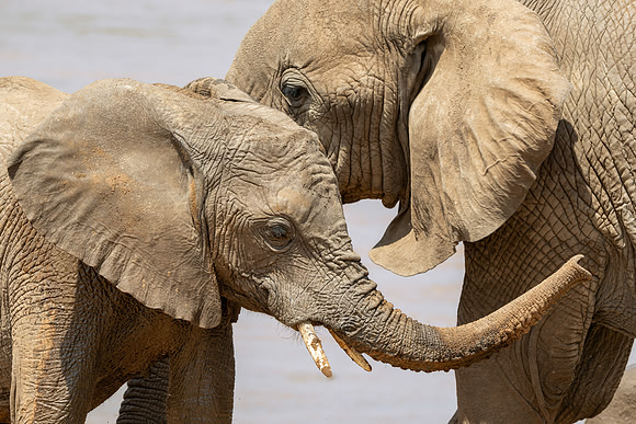 African Elephants