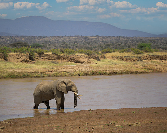 Elephant