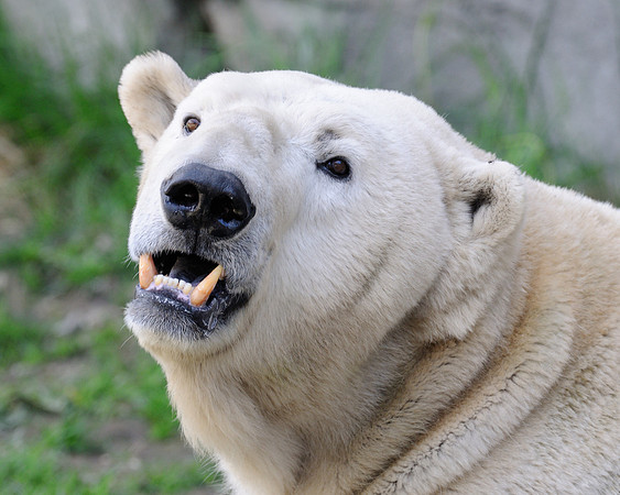 Polar bear