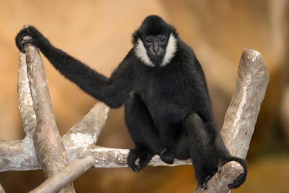 White-cheeked gibbon