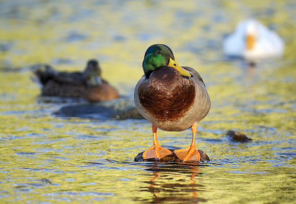Drake Mallard