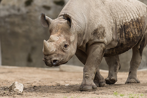 Black rhinoceros