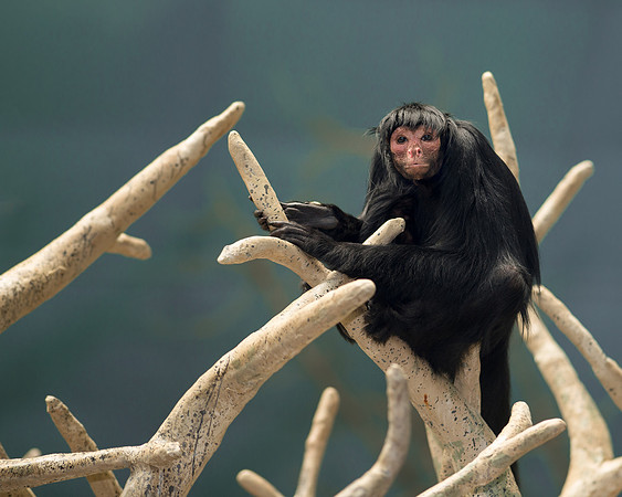 Black Spider Monkey