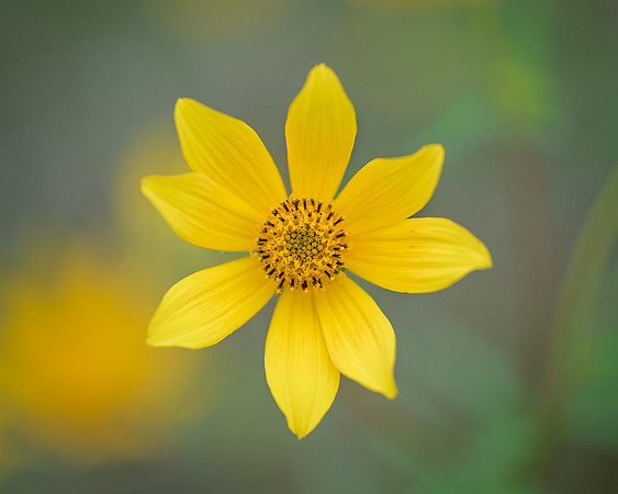 Yellow wildflowers