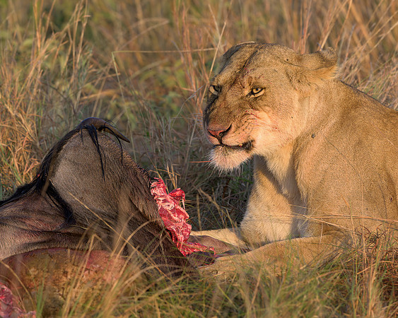 Lion with Kill