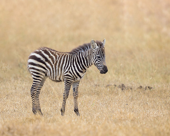 Baby Zebra
