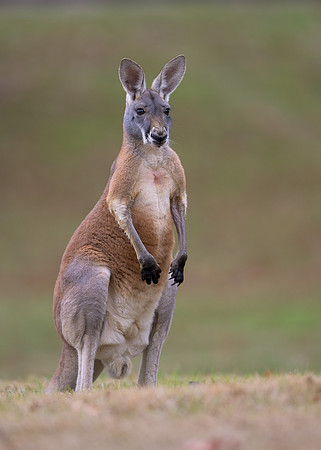 Kangaroo