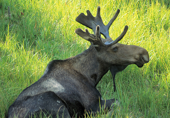 Moose