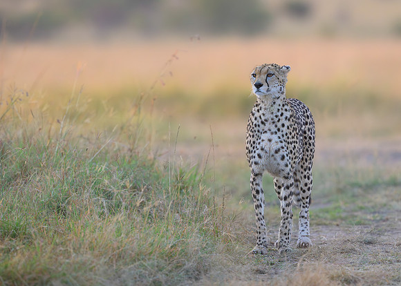 Cheetah