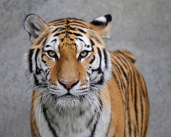 Amur tiger