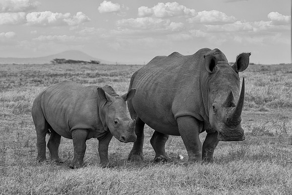 White Rhinoceroses