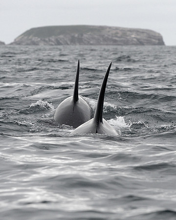 Orca whales