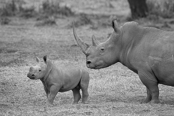 White Rhinoceroses