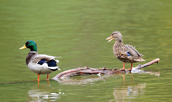 Mallard ducks