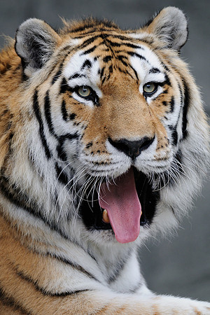 Amur tiger