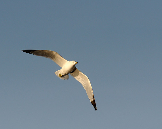 Gull in flight