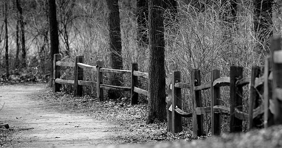 Forest path